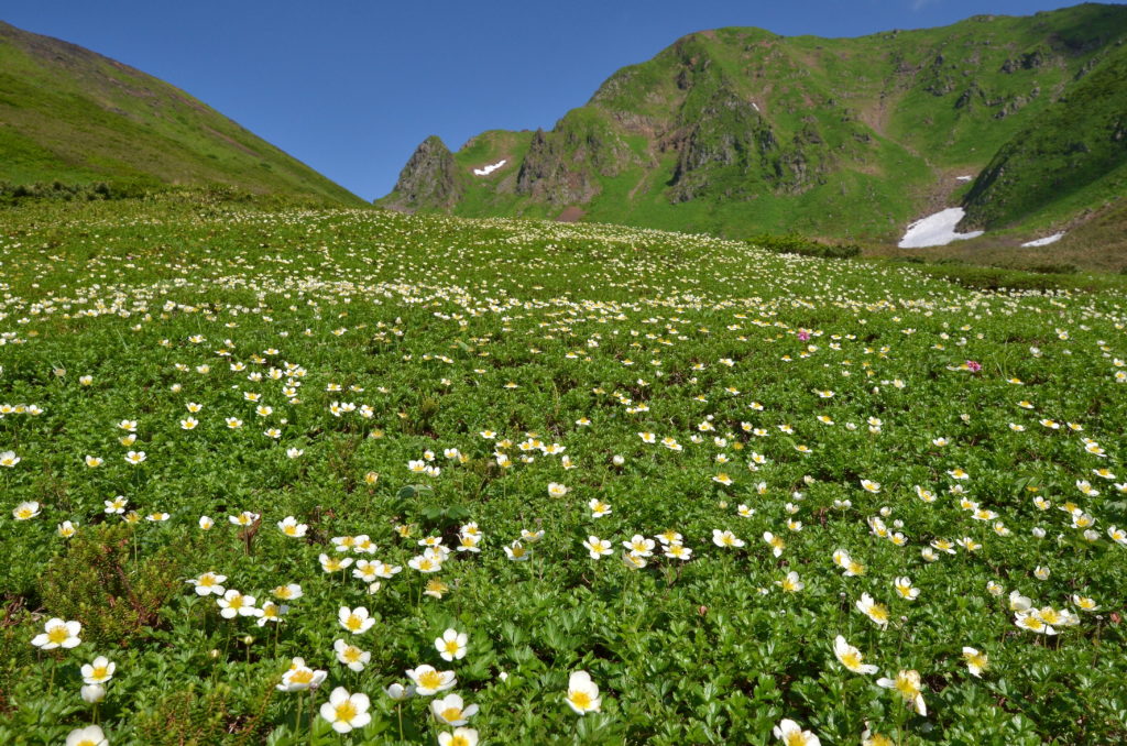 「秋田駒ヶ岳」